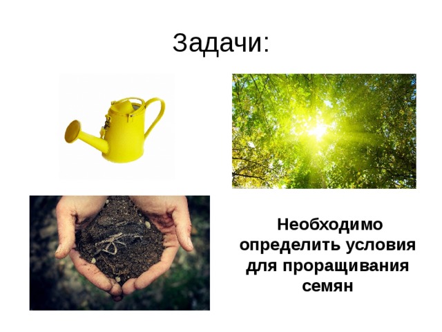  Необходимо определить условия для проращивания семян 