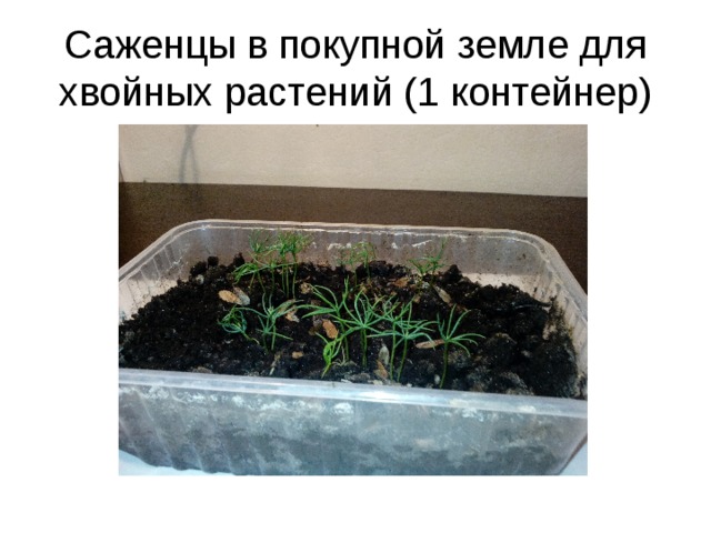 Саженцы в покупной земле для хвойных растений (1 контейнер) 