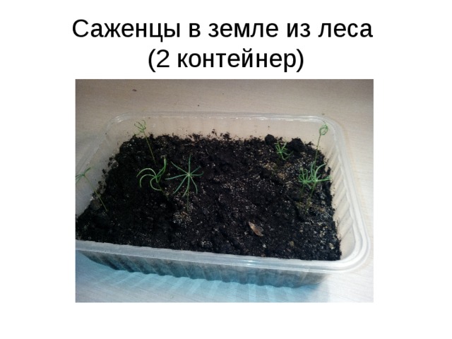 Саженцы в земле из леса  (2 контейнер) 