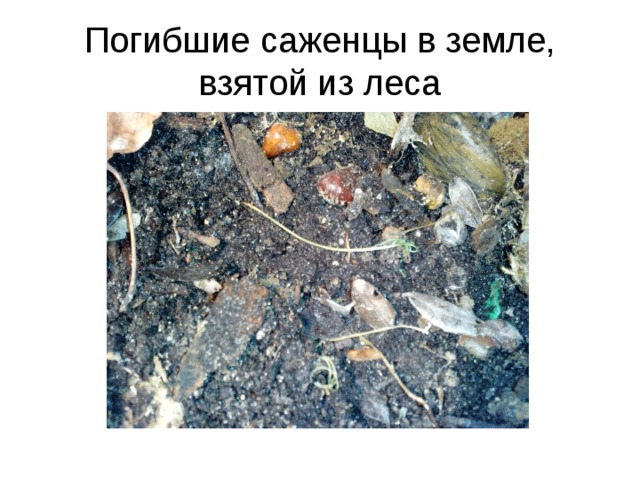 Погибшие саженцы в земле, взятой из леса 