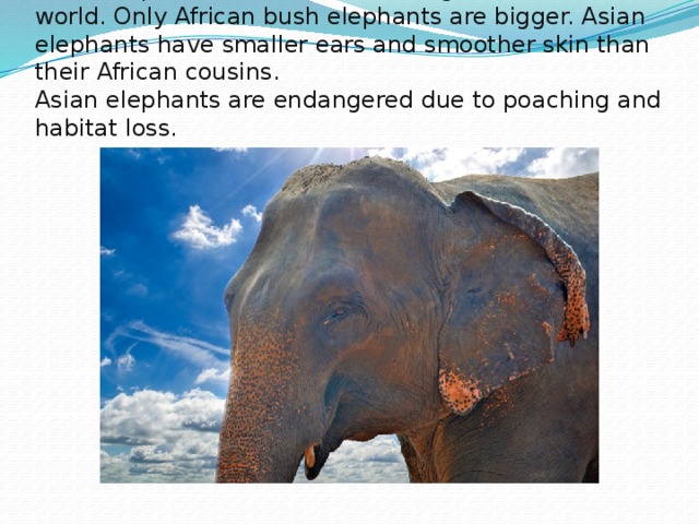 Asian elephants are the second largest animals in the world. Only African bush elephants are bigger. Asian elephants have smaller ears and smoother skin than their African cousins.  Asian elephants are endangered due to poaching and habitat loss.   