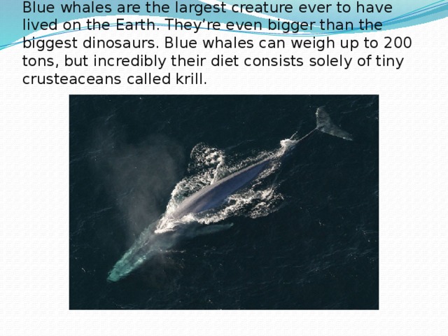 Blue whales are the largest creature ever to have lived on the Earth. They’re even bigger than the biggest dinosaurs. Blue whales can weigh up to 200 tons, but incredibly their diet consists solely of tiny crusteaceans called krill. 