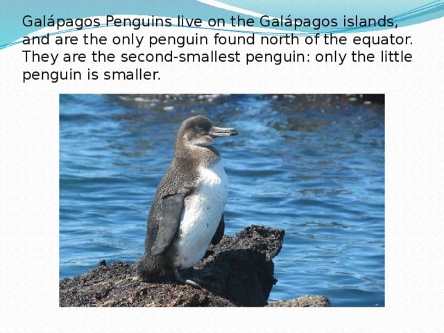 Galápagos Penguins live on the Galápagos islands, and are the only penguin found north of the equator. They are the second-smallest penguin: only the little penguin is smaller. 