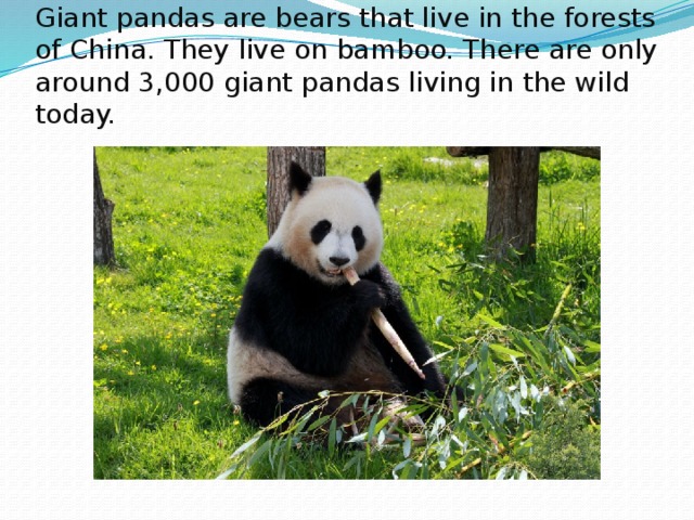 Giant pandas are bears that live in the forests of China. They live on bamboo. There are only around 3,000 giant pandas living in the wild today. 