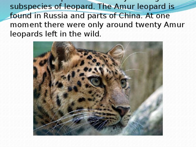 The Amur leopard is a critically endangered subspecies of leopard. The Amur leopard is found in Russia and parts of China. At one moment there were only around twenty Amur leopards left in the wild. 