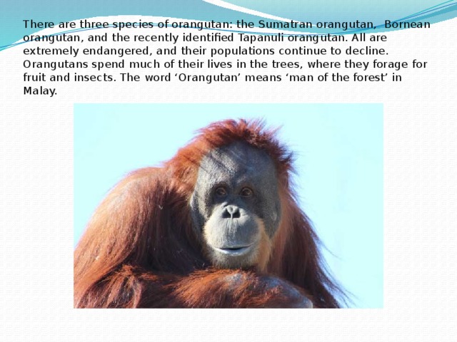 There are three species of orangutan: the Sumatran orangutan,  Bornean orangutan, and the recently identified Tapanuli orangutan. All are extremely endangered, and their populations continue to decline.  Orangutans spend much of their lives in the trees, where they forage for fruit and insects. The word ‘Orangutan’ means ‘man of the forest’ in Malay.   
