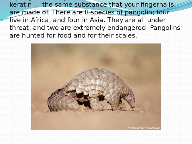 A pangolin’s body is covered with scales made of keratin — the same substance that your fingernails are made of. There are 8 species of pangolin; four live in Africa, and four in Asia. They are all under threat, and two are extremely endangered. Pangolins are hunted for food and for their scales. 