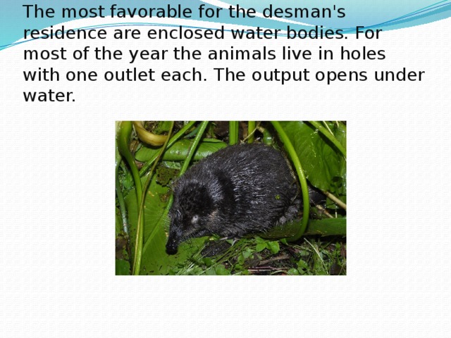 Desman (Выхухоль) leads a semi-aquatic life. The most favorable for the desman's residence are enclosed water bodies. For most of the year the animals live in holes with one outlet each. The output opens under water. 