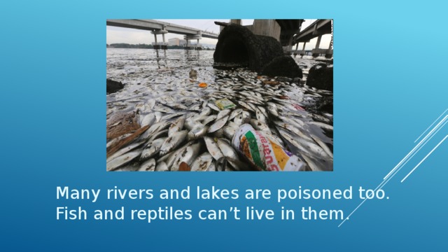 Many rivers and lakes are poisoned too. Fish and reptiles can’t live in them. 