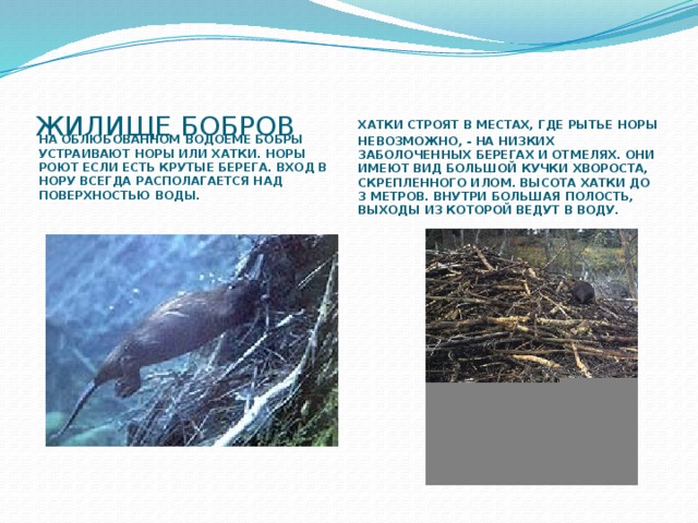 ЖИЛИЩЕ БОБРОВ НА ОБЛЮБОВАННОМ ВОДОЕМЕ БОБРЫ УСТРАИВАЮТ НОРЫ ИЛИ ХАТКИ. НОРЫ РОЮТ ЕСЛИ ЕСТЬ КРУТЫЕ БЕРЕГА. ВХОД В НОРУ ВСЕГДА РАСПОЛАГАЕТСЯ НАД ПОВЕРХНОСТЬЮ ВОДЫ. ХАТКИ СТРОЯТ В МЕСТАХ, ГДЕ РЫТЬЕ НОРЫ НЕВОЗМОЖНО, - НА НИЗКИХ ЗАБОЛОЧЕННЫХ БЕРЕГАХ И ОТМЕЛЯХ. ОНИ ИМЕЮТ ВИД БОЛЬШОЙ КУЧКИ ХВОРОСТА, СКРЕПЛЕННОГО ИЛОМ. ВЫСОТА ХАТКИ ДО З МЕТРОВ. ВНУТРИ БОЛЬШАЯ ПОЛОСТЬ, ВЫХОДЫ ИЗ КОТОРОЙ ВЕДУТ В ВОДУ. 