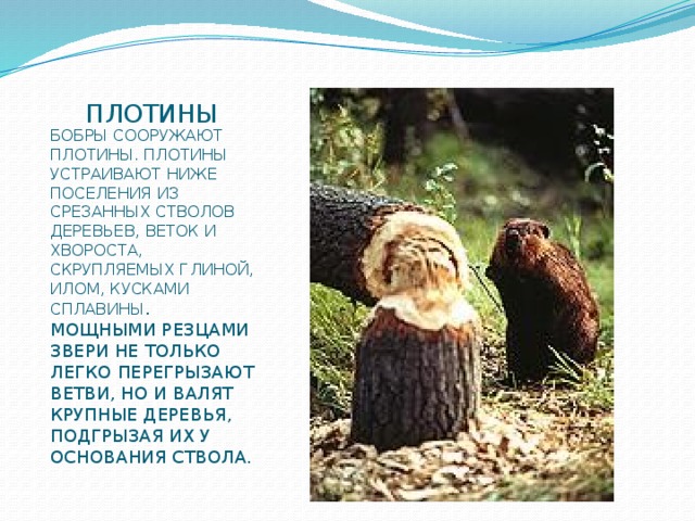 ПЛОТИНЫ БОБРЫ СООРУЖАЮТ ПЛОТИНЫ. ПЛОТИНЫ УСТРАИВАЮТ НИЖЕ ПОСЕЛЕНИЯ ИЗ СРЕЗАННЫХ СТВОЛОВ ДЕРЕВЬЕВ, ВЕТОК И ХВОРОСТА, СКРУПЛЯЕМЫХ ГЛИНОЙ, ИЛОМ, КУСКАМИ СПЛАВИНЫ . МОЩНЫМИ РЕЗЦАМИ ЗВЕРИ НЕ ТОЛЬКО ЛЕГКО ПЕРЕГРЫЗАЮТ ВЕТВИ, НО И ВАЛЯТ КРУПНЫЕ ДЕРЕВЬЯ, ПОДГРЫЗАЯ ИХ У ОСНОВАНИЯ СТВОЛА. 