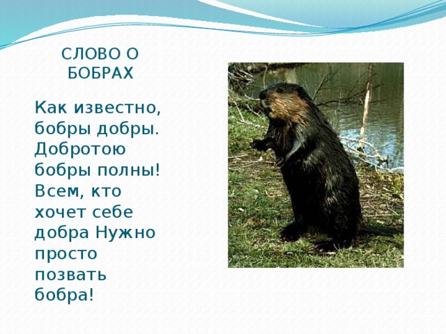 СЛОВО О БОБРАХ Как известно, бобры добры. Добротою бобры полны! Всем, кто хочет себе добра Нужно просто позвать бобра! 