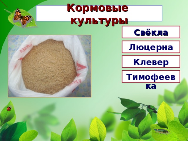 Кормовые культуры Свёкла Люцерна Клевер Тимофеевка 