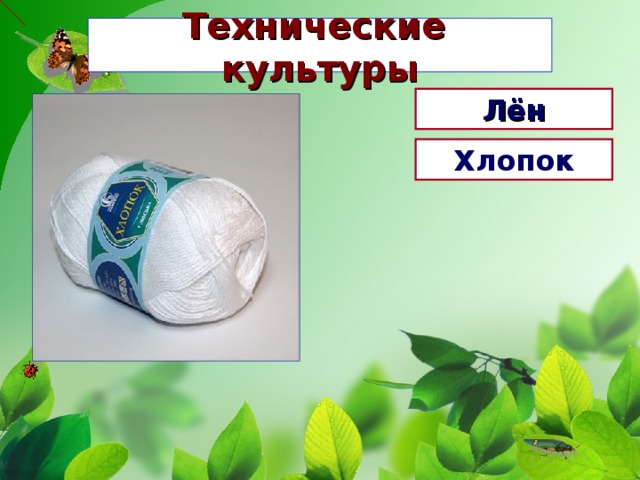Технические культуры Лён Хлопок 