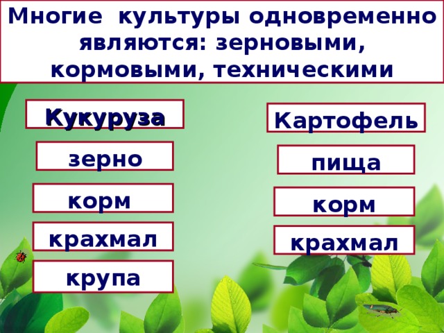 Многие культуры одновременно являются: зерновыми, кормовыми, техническими Кукуруза Картофель зерно пища корм корм крахмал крахмал крупа 