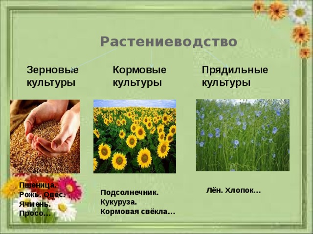 Растениеводство Зерновые культуры Кормовые культуры Прядильные культуры Пшеница. Рожь. Овёс. Ячмень. Просо… Лён. Хлопок… Подсолнечник. Кукуруза. Кормовая свёкла… 