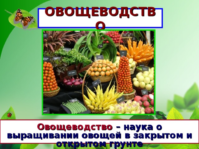 ОВОЩЕВОДСТВО Овощеводство – наука о выращивании овощей в закрытом и открытом грунте 
