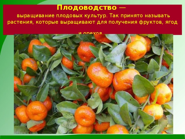 Плодоводство  —   выращивание плодовых культур. Так принято называть растения, которые выращивают для получения фруктов, ягод и орехов.  