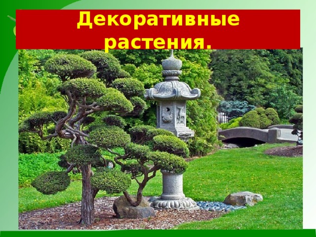 Декоративные растения. 