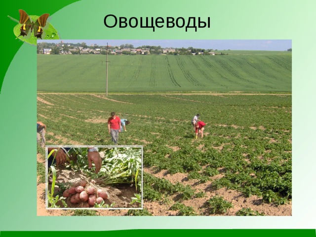 Овощеводы 