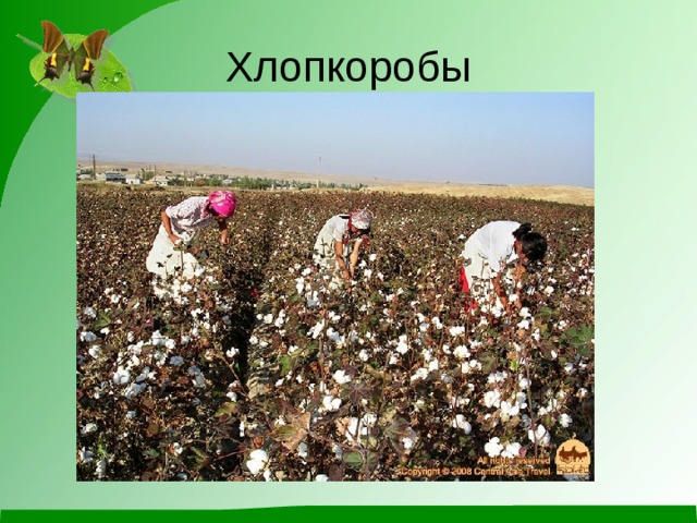 Хлопкоробы 
