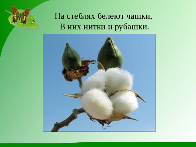 На стеблях белеют чашки,  В них нитки и рубашки. 