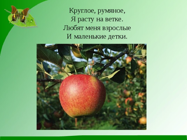 Круглое, румяное, Я расту на ветке. Любят меня взрослые И маленькие детки. 