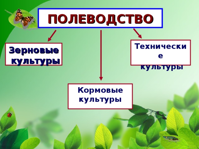 ПОЛЕВОДСТВО Технические  культуры Зерновые  культуры Кормовые культуры 