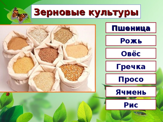 Зерновые культуры Пшеница Рожь Овёс Гречка Просо Ячмень Рис 