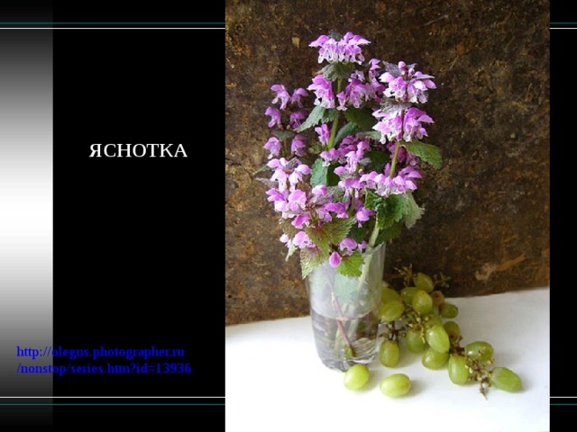ЯСНОТКА  http://olegus.photographer.ru/nonstop/series.htm?id=13936 