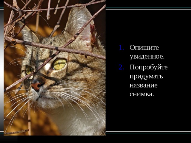 Опишите увиденное. Попробуйте придумать название снимка. 
