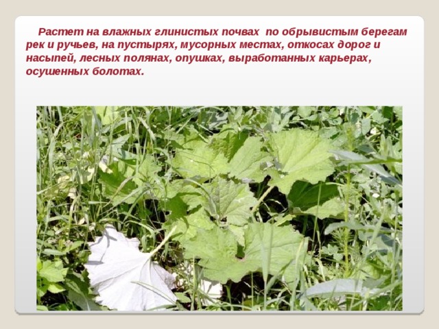  Растет на влажных глинистых почвах по обрывистым берегам рек и ручьев, на пустырях, мусорных местах, откосах дорог и насыпей, лесных полянах, опушках, выработанных карьерах, осушенных болотах. 