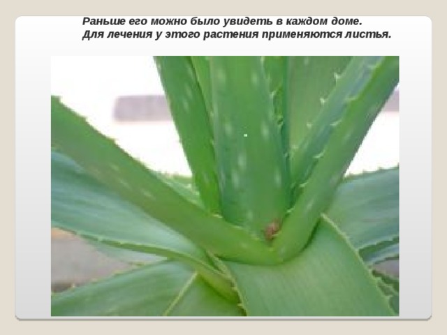 Раньше его можно было увидеть в каждом доме. Для лечения у этого растения применяются листья. 