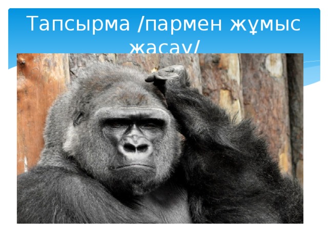 Тапсырма /пармен жұмыс жасау/ 