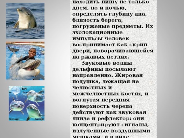 С помощью эха дельфины даже с закрытыми глазами могут находить пищу не только днем, но и ночью, определять глубину дна, близость берега, погруженые предметы. Их эхолокационные импульсы человек воспринимает как скрип двери, поворачивающейся на ржавых петлях. Звуковые волны дельфины посылают направленно. Жировая подушка, лежащая на челюстных и межчелюстных костях, и вогнутая передняя поверхность черепа действуют как звуковая линза и рефлектор: они концентрируют сигналы, излученные воздушными мешками, и в виде звукового пучка направляют их на исследуемый объект. 