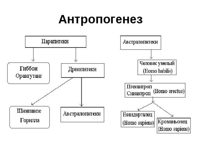 Антропогенез 