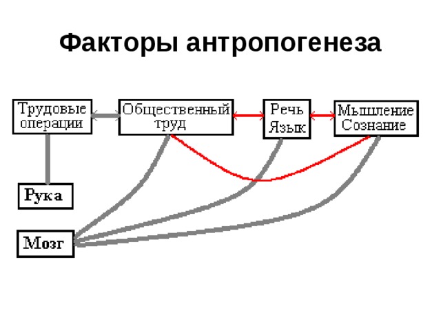 Факторы антропогенеза 