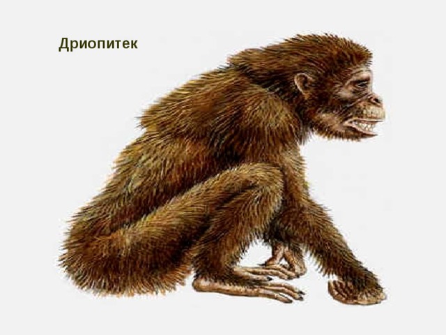 Дриопитек 