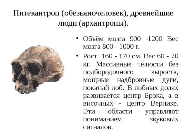 Питекантроп (обезьяночеловек), древнейшие люди (архантропы). Объём мозга 900 -1200 Вес мозга 800 - 1000 г. Рост 160 - 170 см. Вес 60 - 70 кг. Массивные челюсти без подбородочного выроста, мощные надбровные дуги, покатый лоб. В лобных долях развивается центр Брока, а в височных - центр Вернике. Эти области управляют пониманием звуковых сигналов.  
