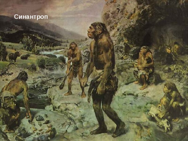 Синантроп 