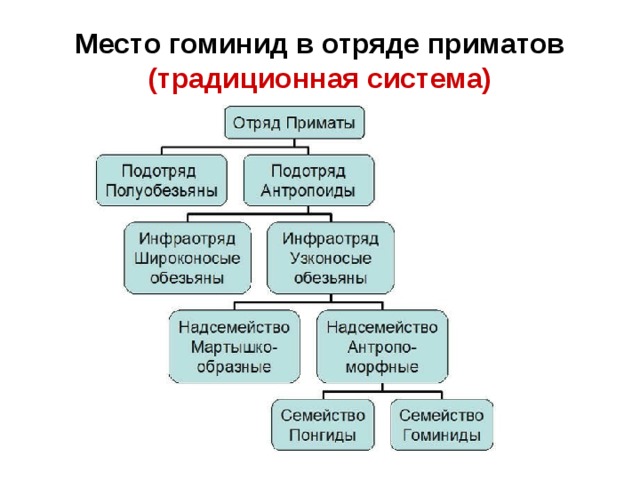 Место гоминид в отряде приматов  (традиционная система) 