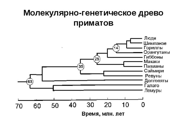 Молекулярно-генетическое древо приматов 