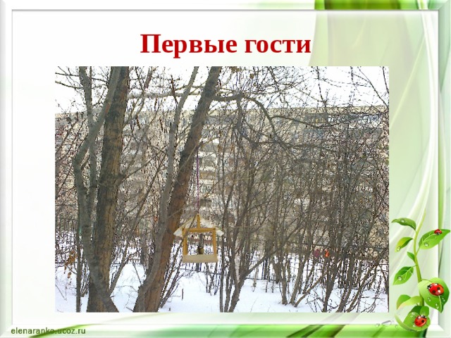 Первые гости 