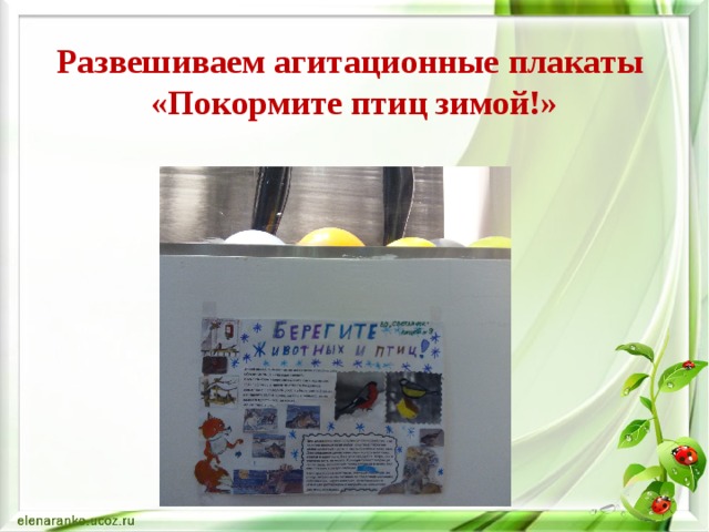 Развешиваем агитационные плакаты  «Покормите птиц зимой!» 