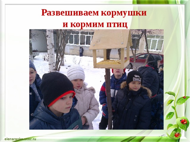 Развешиваем кормушки  и кормим птиц 