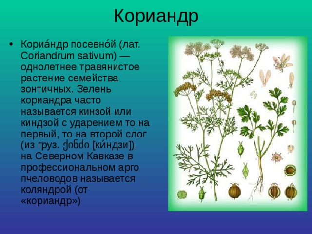 Кориандр Кориа́ндр посевно́й (лат. Coriandrum sativum) — однолетнее травянистое растение семейства зонтичных. Зелень кориандра часто называется кинзой или киндзой с ударением то на первый, то на второй слог (из груз. ქინძი [ки́ндзи]), на Северном Кавказе в профессиональном арго пчеловодов называется коляндрой (от «кориандр») 