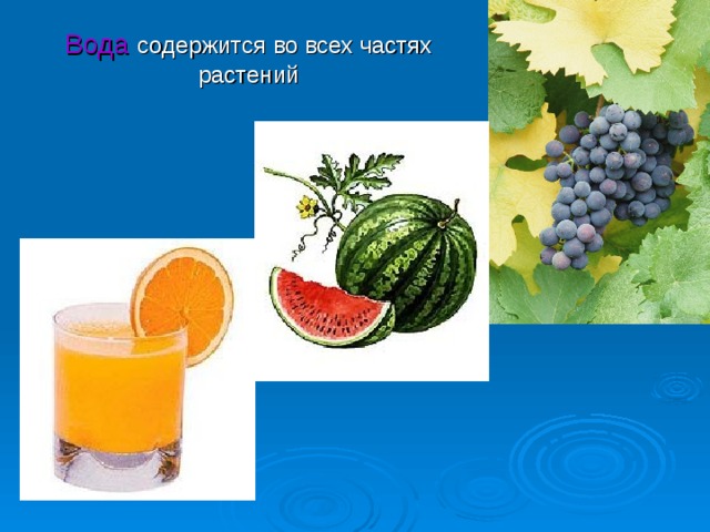 Вода  содержится во всех частях растений 