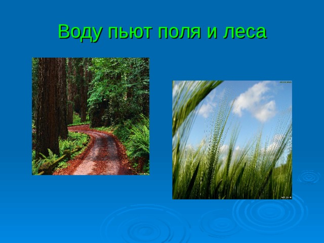 Воду пьют поля и леса 