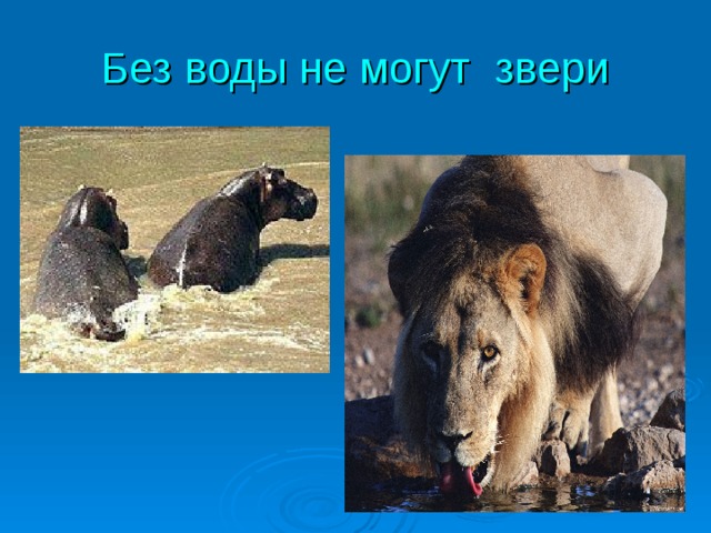 Без воды не могут звери 