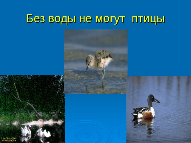 Без воды не могут птицы 